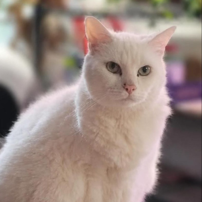 Experienced Gainesville Cat Sitting