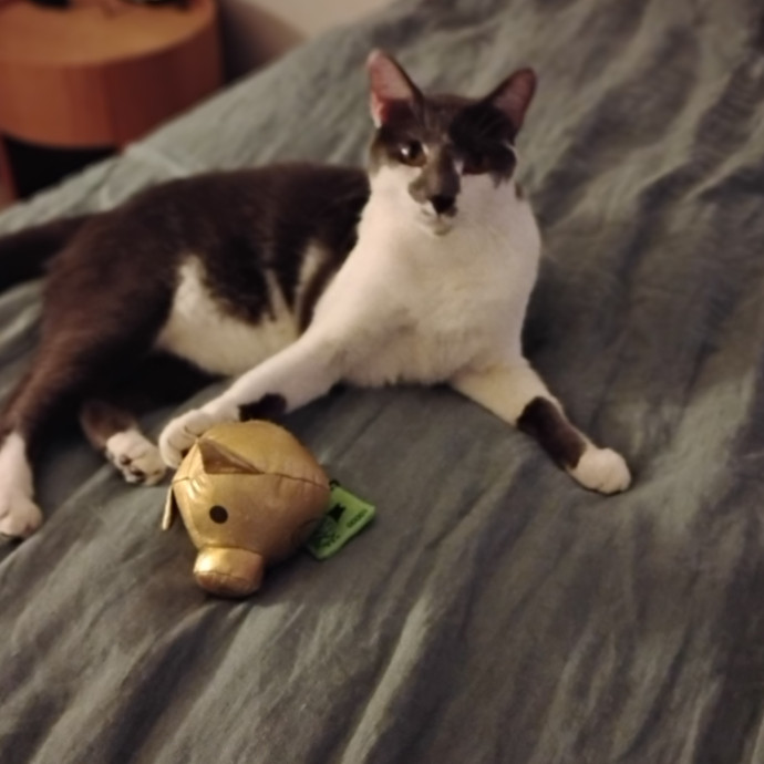 Experienced Gainesville Cat Sitting photo 3