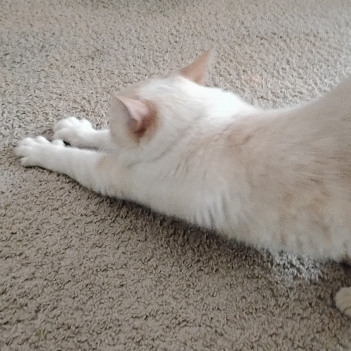 Experienced Gainesville Cat Sitting photo 2