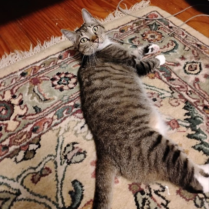 Experienced Gainesville Cat Sitting