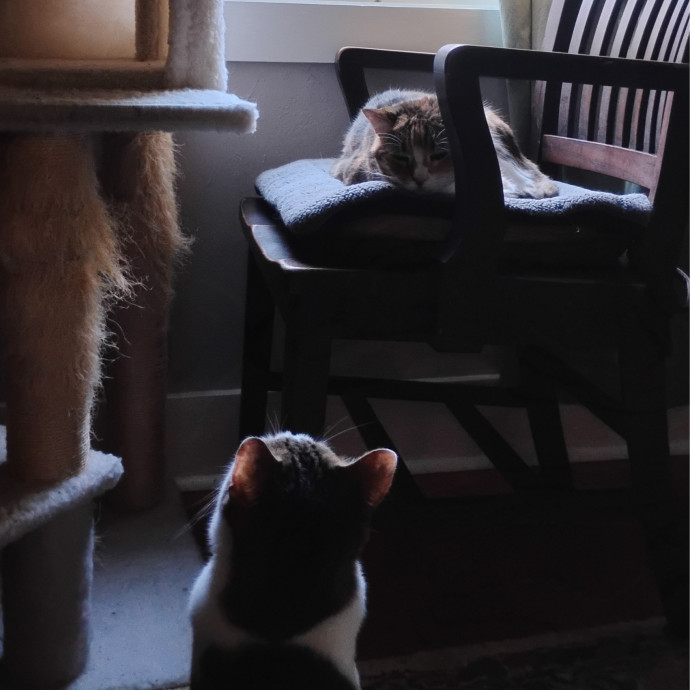 Experienced Gainesville Cat Sitting