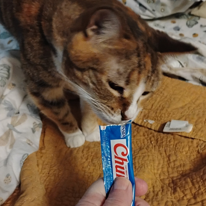 Experienced Gainesville Cat Sitting