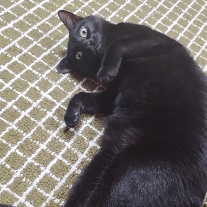 Experienced Gainesville Cat Sitting