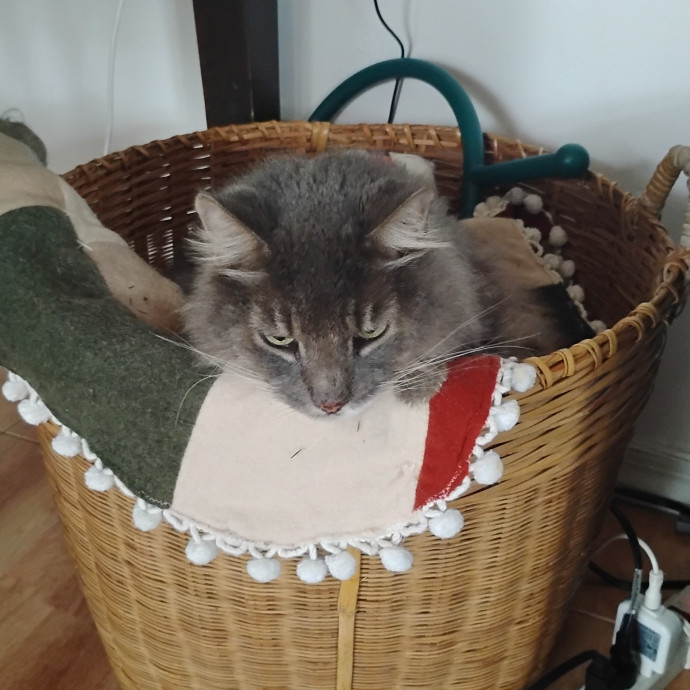Experienced Gainesville Cat Sitting photo 3