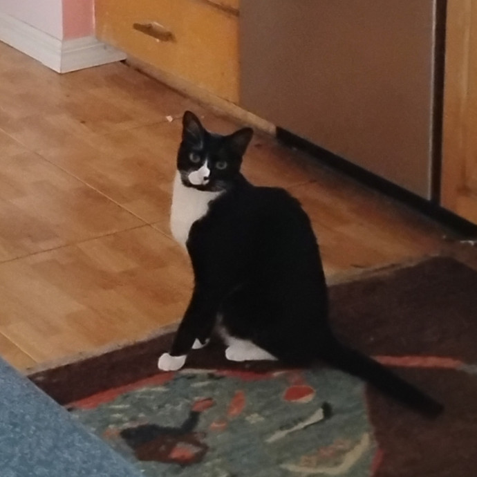 Experienced Gainesville Cat Sitting photo 2