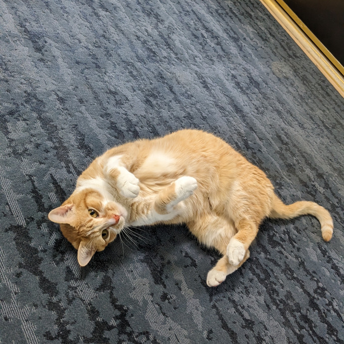Reliable Cat Sitting In Las Vegas