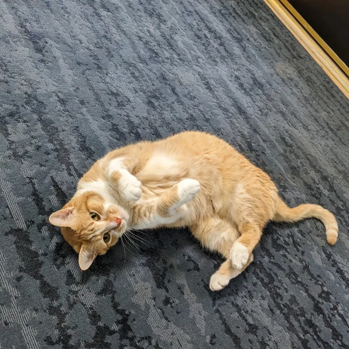 Reliable Cat Sitting In Las Vegas