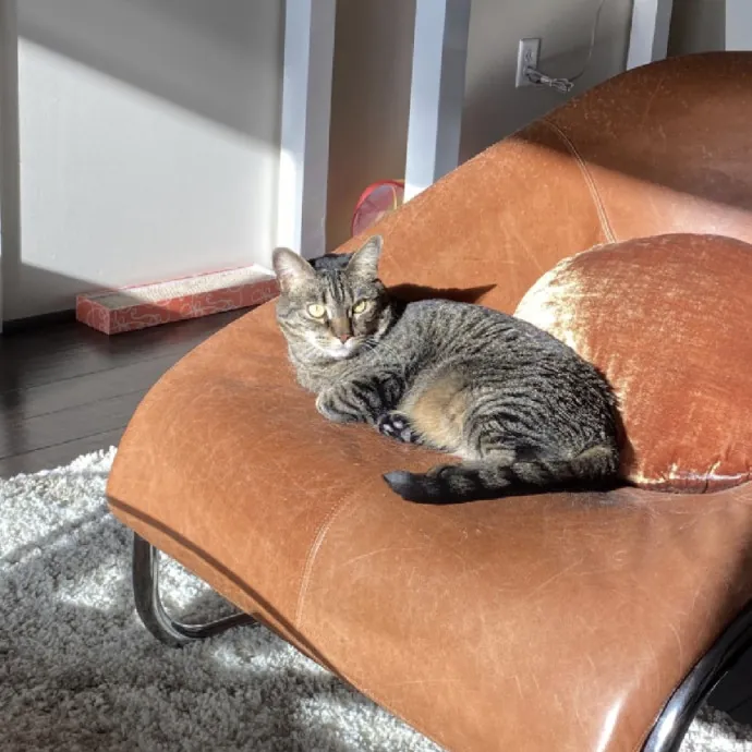 Reliable Cat Sitting In Las Vegas