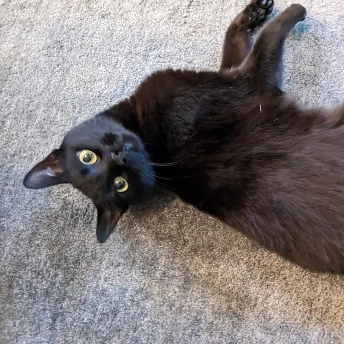 Reliable Cat Sitting In Las Vegas