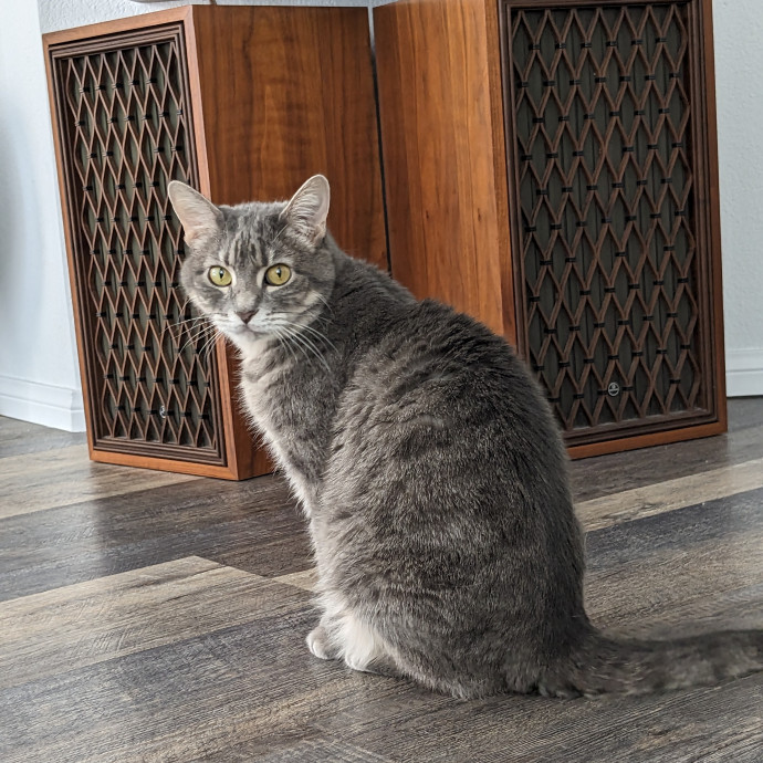 Reliable Cat Sitting In Las Vegas
