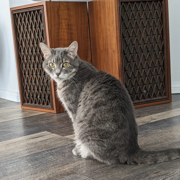 Reliable Cat Sitting In Las Vegas