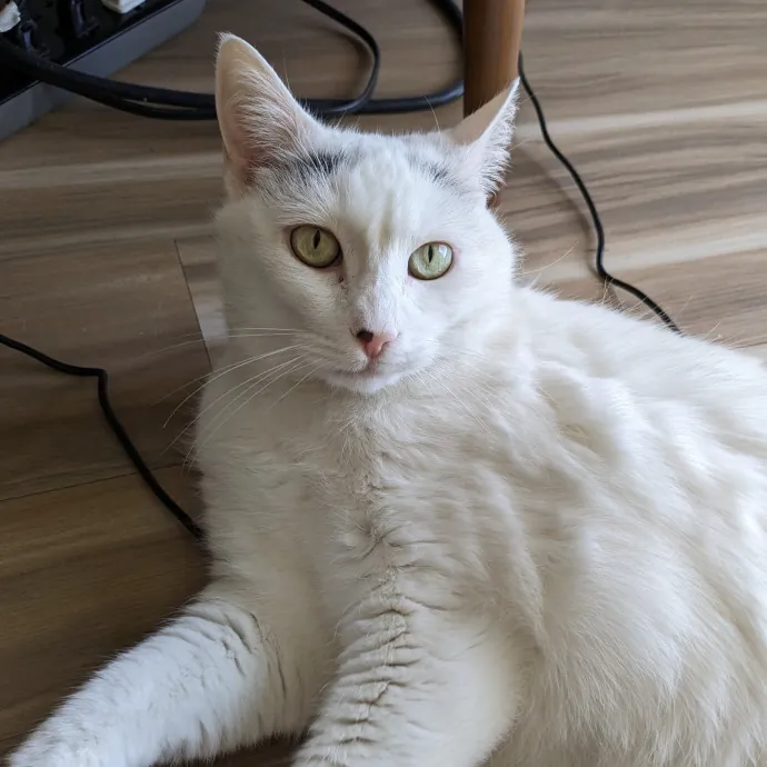 Reliable Cat Sitting In Las Vegas