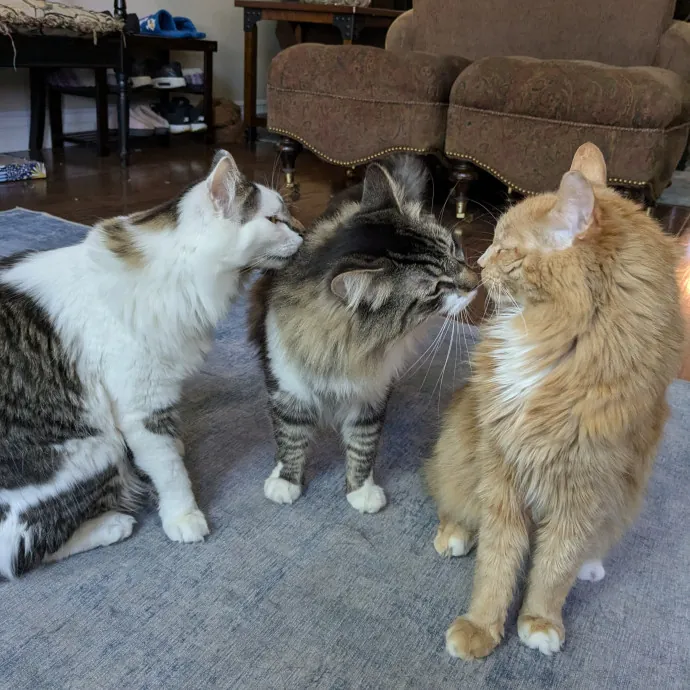 Reliable Cat Sitting In Las Vegas