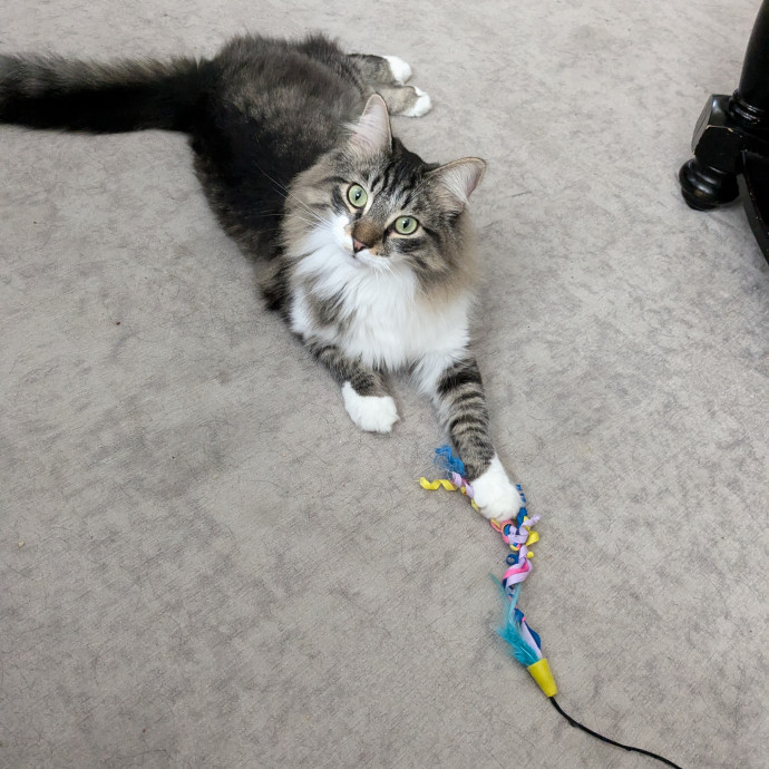 Reliable Cat Sitting In Las Vegas