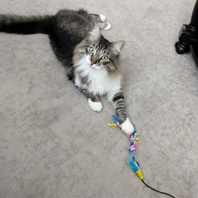 Reliable Cat Sitting In Las Vegas photo 4