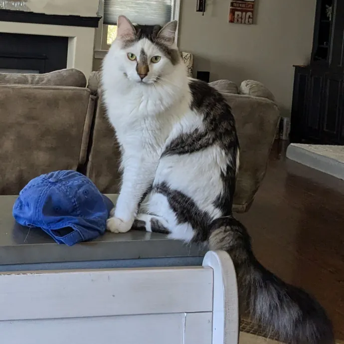 Reliable Cat Sitting In Las Vegas photo 3