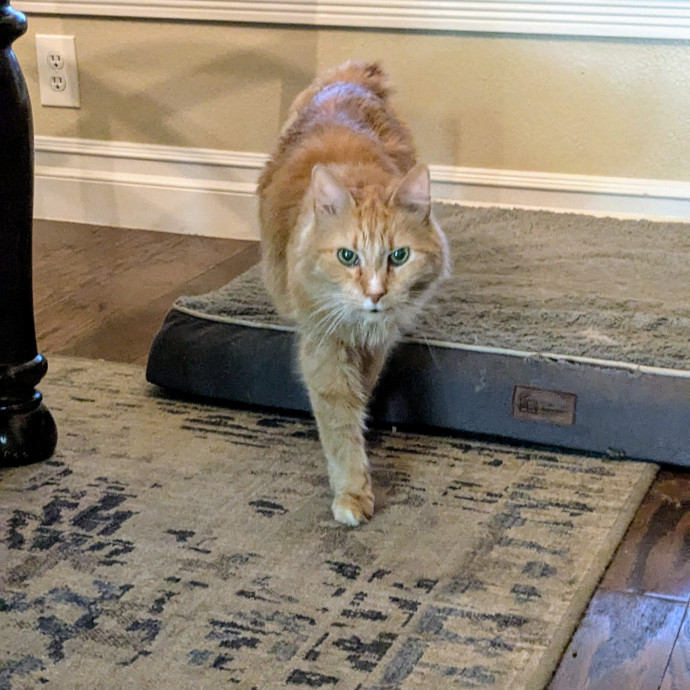 Reliable Cat Sitting In Las Vegas photo 2