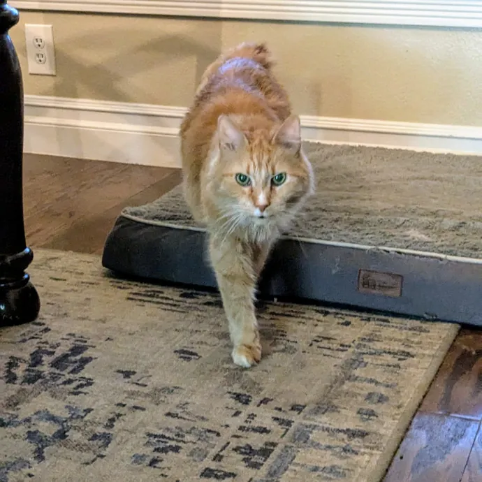 Reliable Cat Sitting In Las Vegas photo 2