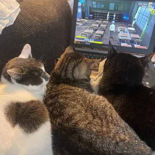 Liz's Purrfect Cat Care