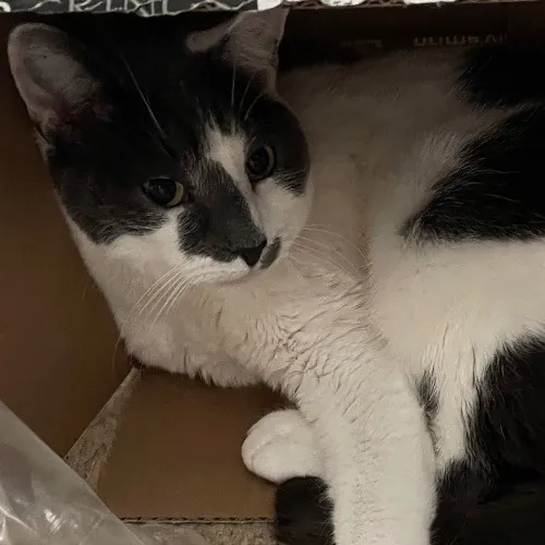 Liz's Purrfect Cat Care