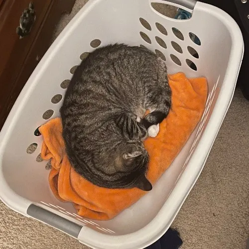 Liz's Purrfect Cat Care