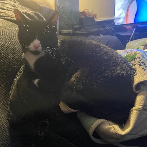 Liz's Purrfect Cat Care