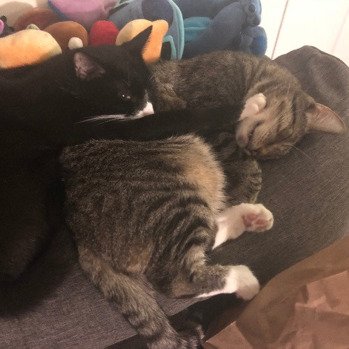 Liz's Purrfect Cat Care