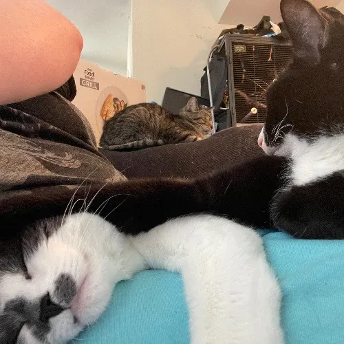 Liz's Purrfect Cat Care