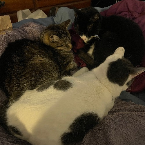 Liz's Purrfect Cat Care
