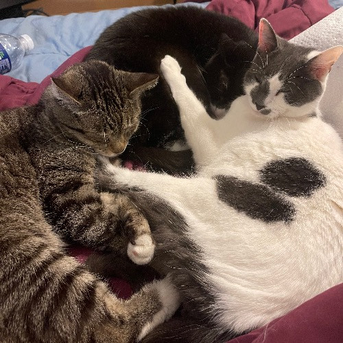 Liz's Purrfect Cat Care photo 3