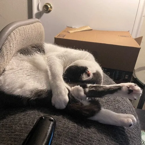 Liz's Purrfect Cat Care photo 2