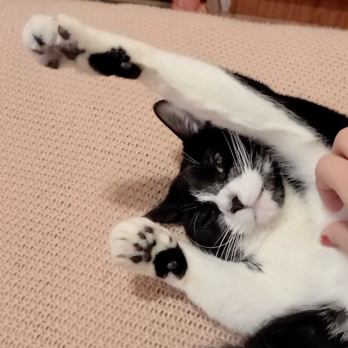 Gentle Reliable Cat Sitter