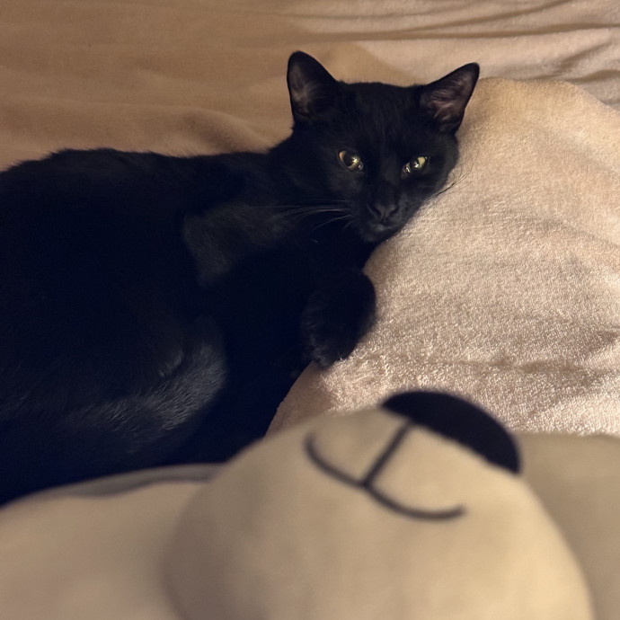 Gentle Reliable Cat Sitter