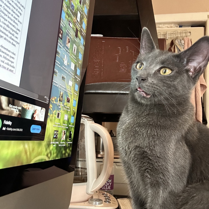 Gentle Reliable Cat Sitter photo 3