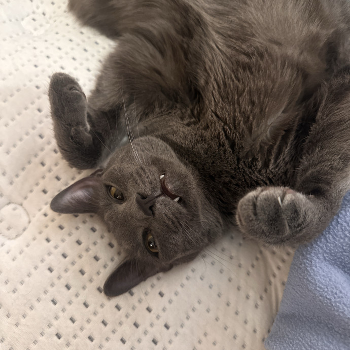 Gentle Reliable Cat Sitter photo 2
