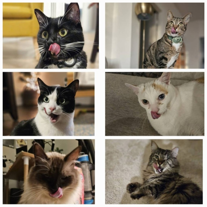 Caring Cat Whisperer In Wallingford