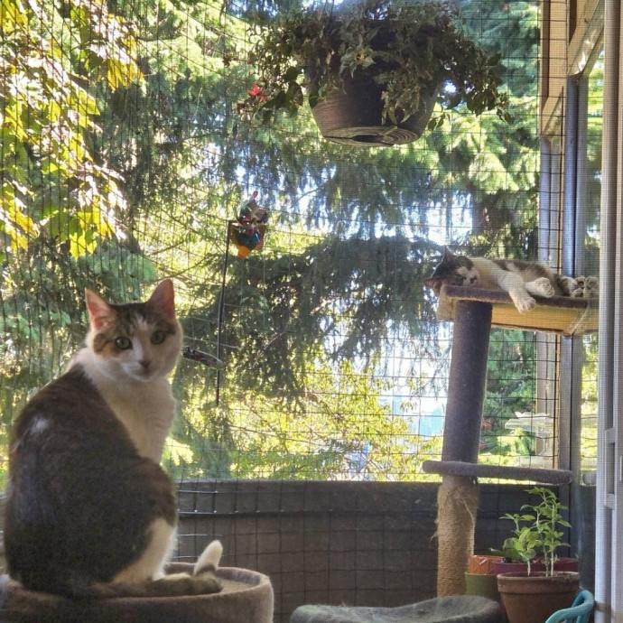 Caring Cat Whisperer In Wallingford photo 3