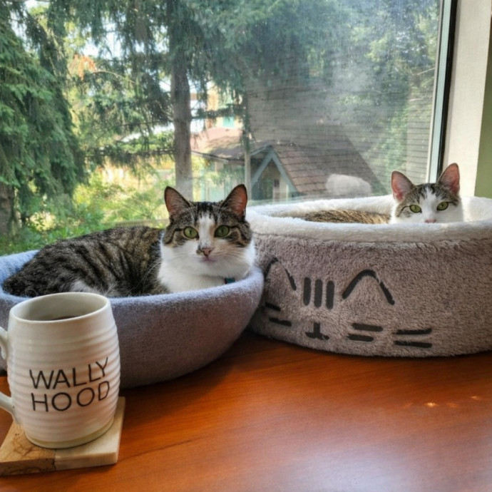 Caring Cat Whisperer In Wallingford photo 2