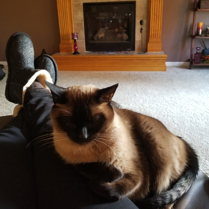 Licensed Veterinary Technician