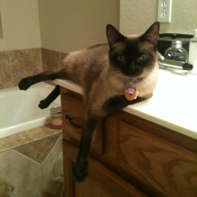 Licensed Veterinary Technician