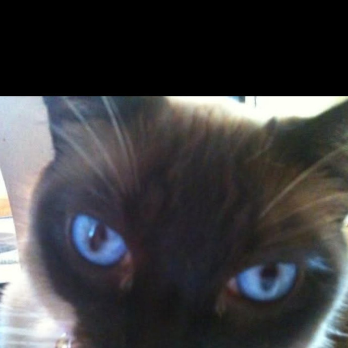 Licensed Veterinary Technician photo 2