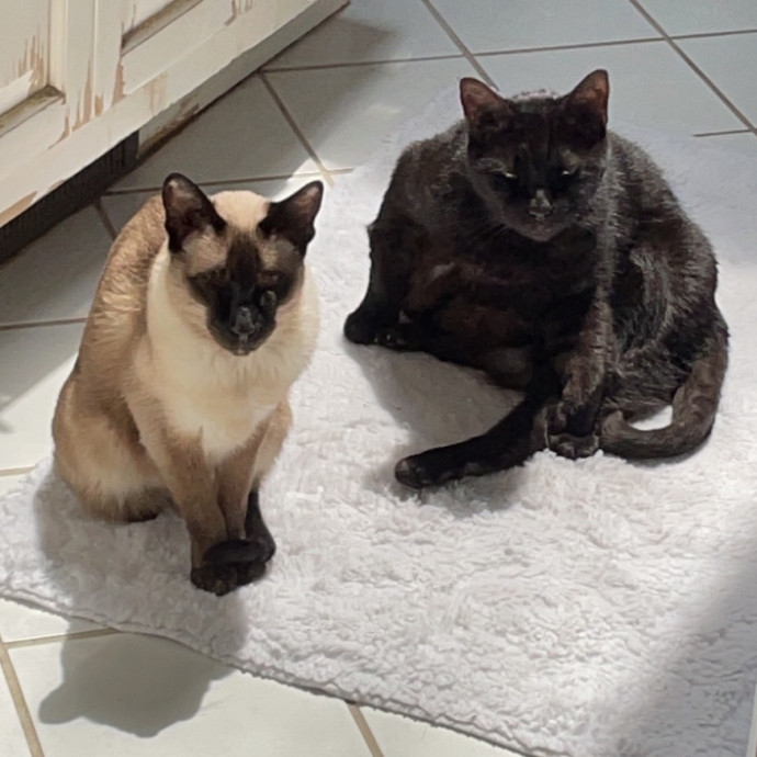 Your Patient Considerate Cat Sitter