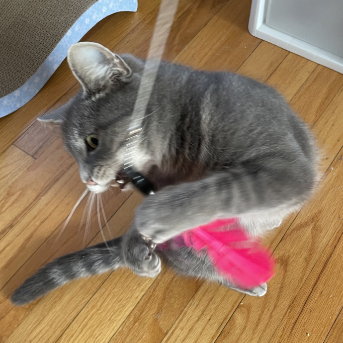 Your Patient Considerate Cat Sitter photo 2