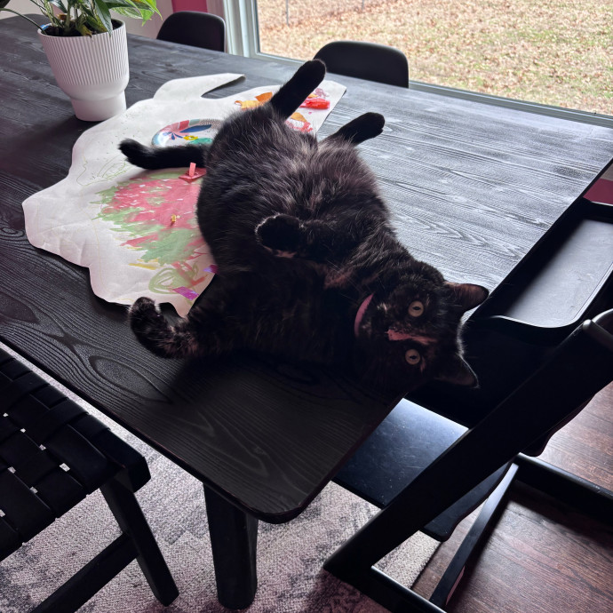Your Kitties New Best Friend