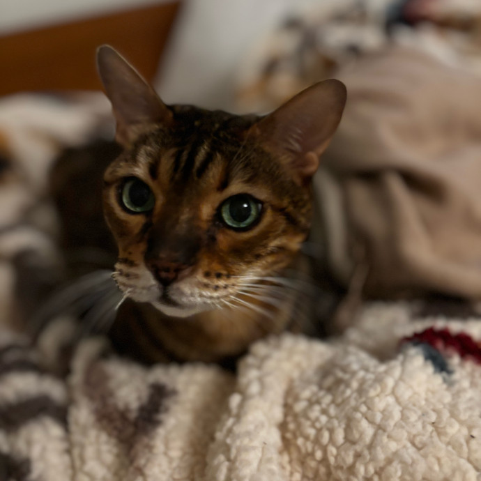 Your Kitties New Best Friend