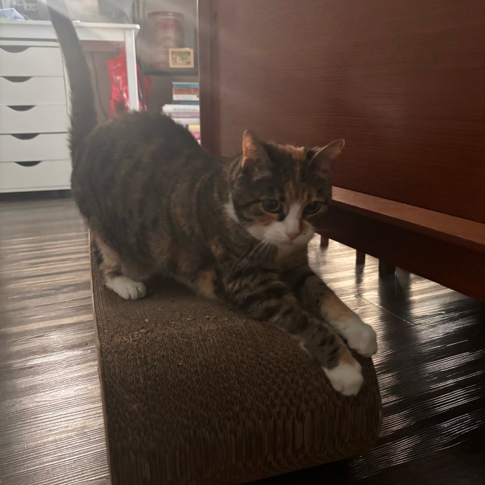 Your Kitties New Best Friend