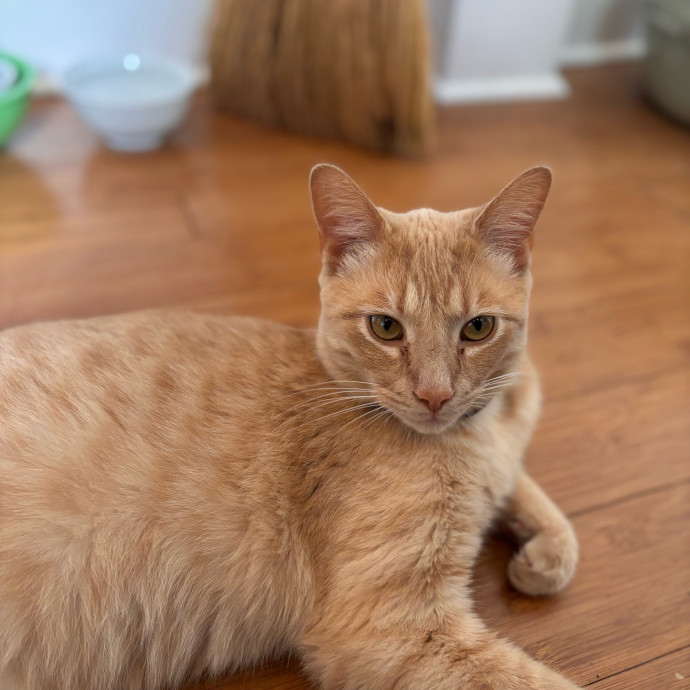 Your Kitties New Best Friend