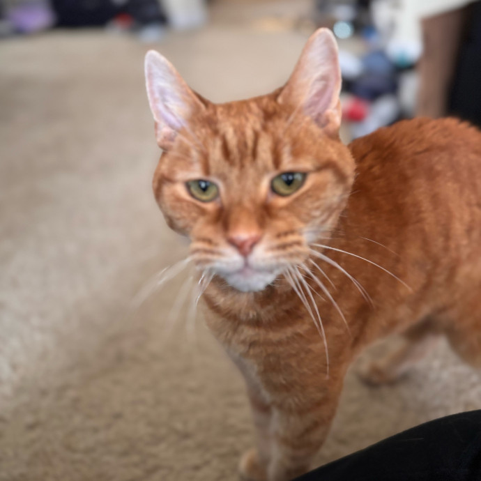 Your Kitties New Best Friend