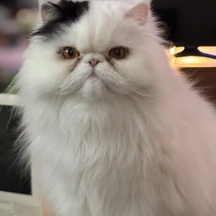 Your Kitties New Best Friend