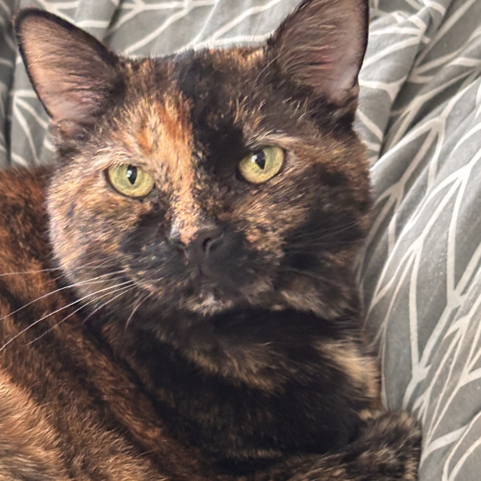 Your Kitties New Best Friend